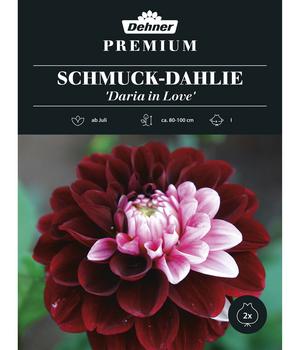 Dehner Premium Blumenzwiebel Schmuck-Dahlie 'Daria in Love', 2 Stk., Dunkelrot, Rosa