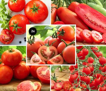 Gemüse-Set Tomatengenuss, 6-teilig von Dehner, Rot