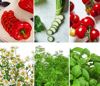 Bioland Nutzgarten-Set Gute Nachbarschaft, 6-teilig