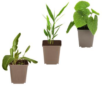 Kräuter-Set Aroma-Spezialisten, 3-teilig von Dehner, Grün