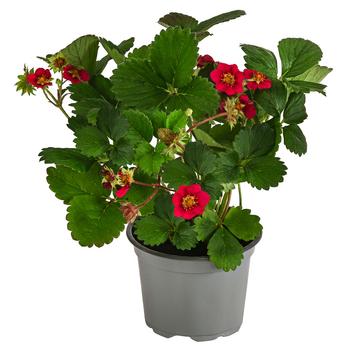 Erdbeere 'Summer Breeze Rose'