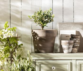 rhododendron september charm September Song Rhododendron – Plant Detectives