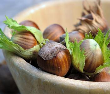 Haselnuss 'Hallesche Riesen' von Dehner, Braun