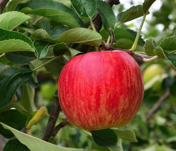 Winterapfel 'Jonagold' von Dehner, Rot