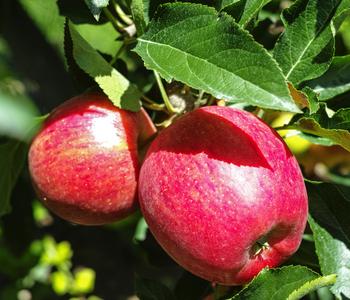 Herbstapfel 'Gala' von Dehner, Rot