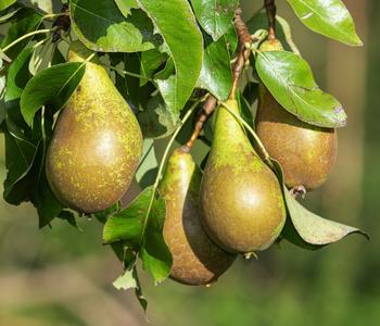 Herbstbirne 'Conference'