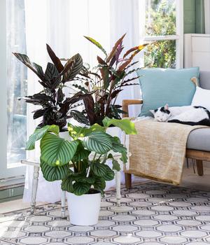monstera thai constellation tricolor Monstera deliciosa miracle tricolor (Rare plants & beautiful plants)