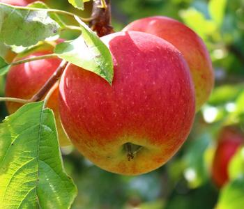 Herbstapfel 'Rebella'