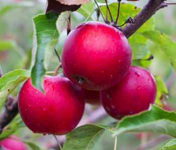 Rotfleischiger Apfel 'Baya Marisa' von Dehner