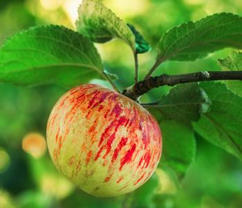 Herbstapfel 'Gravensteiner'