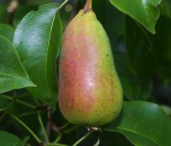 Sommerbirne 'Gute Luise'