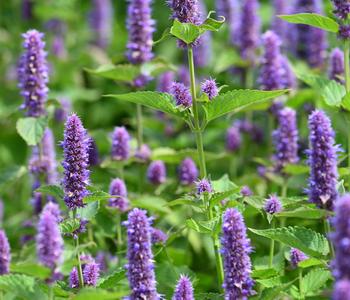 3 x Koreanische Minze 'Blue Fortune' von Dehner, Lavendel - Mindestbestellmenge: 3 Stk.