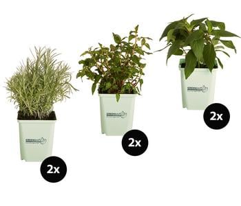 GREENBAR® Exoten-Set, 6-teilig