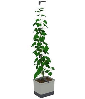 Gusta Garden Gurken-Topf Curt Cucumber, ca. B35/H138/T28 cm, Hellgrau - Polypropylen