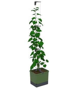 Gusta Garden Gurken-Topf Curt Cucumber, ca. B35/H138/T28 cm, Dunkelgrün - Polypropylen
