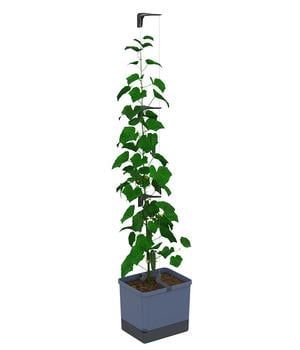 Gusta Garden Gurken-Topf Curt Cucumber, ca. B35/H138/T28 cm, Blau - Polypropylen
