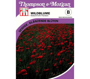 Thompson & Morgan Samen Wildblume 'Klatschmohn Flanders', Rot