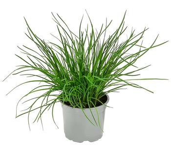 Dehner Gourmet Garten Schnittknoblauch