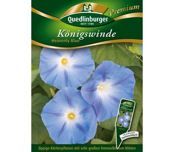 Quedlinburger Samen Königswinde 'Heavenly Blue', Blau