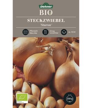 Dehner Bio Steckzwiebel 'Sturon', Gelb