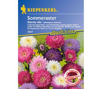 Sommeraster Standy Mix, Saatgut von Kiepenkerl