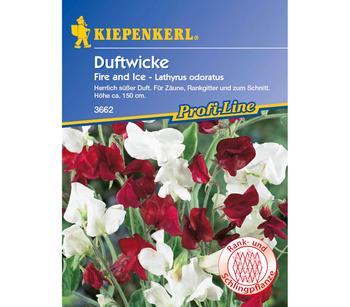 Kiepenkerl Saatgut Duftwicke Fire and Ice