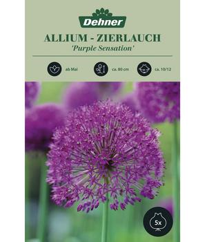 Dehner Blumenzwiebel Kugellauch 'Allium aflatunensce', 5 Stk.
