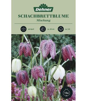 Dehner Blumenzwiebel Schachbrettblume 'Fritillaria meleagris Mischung', 15 Stk.