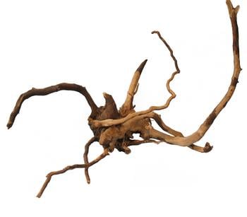 Orbit Finger Wurzel XS, ca. B15-20 cm