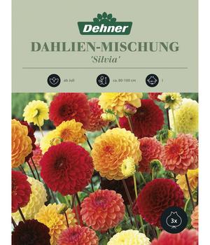 Dehner Blumenzwiebel Dahlien-Mischung 'Silvia', 3 Stk.