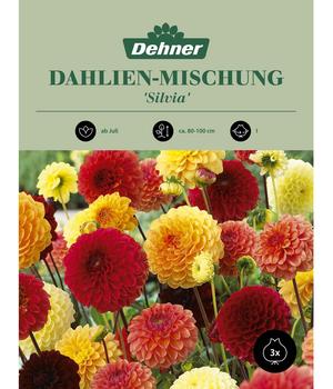 Dehner Blumenzwiebel Dahlien-Mischung 'Silvia', 3 Stk.