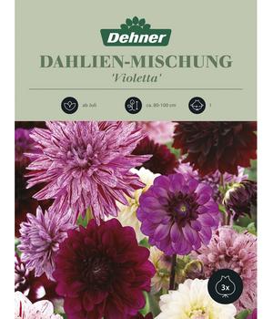 2 x Dehner Blumenzwiebel Dahlien-Mischung 'Violetta', 3 Stk., Pink / Rosa Lila Weiß