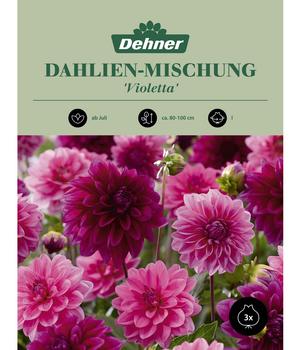 Dehner Blumenzwiebel Dahlien-Mischung 'Violetta', 3 Stk.