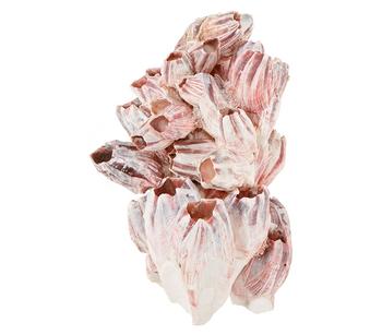 Orbit Aquarium-Dekoration Barnacle