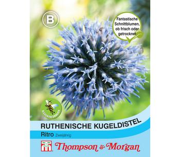 Thompson & Morgan Samen Ruthenische Kugeldistel 'Ritro'