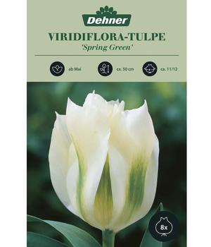 Dehner Blumenzwiebel Viridiflora-Tulpe 'Spring Green', 8 Stk.