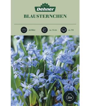 Dehner Blumenzwiebel Blausternchen, 25 Stk., Hellblau