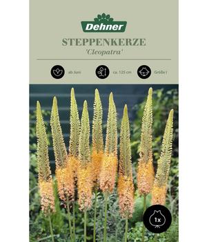 Dehner Blumenzwiebel Steppenkerze 'Cleopatra', 1 Stk., Orange / Gelb