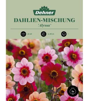 Dehner Blumenzwiebel Dahlien-Mischung 'Alyssa', 3 Stk.