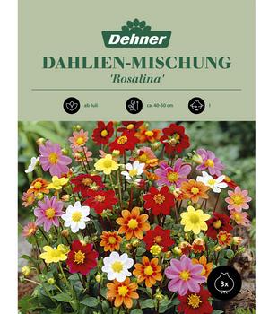 Dehner Blumenzwiebel Dahlien-Mischung 'Rosalina', 3 Stk.