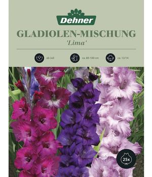 Dehner Blumenzwiebel Gladiolen-Mischung 'Lima', 25 Stk.