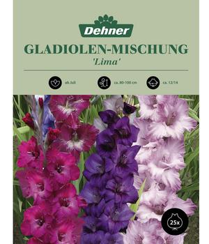 Dehner Blumenzwiebel Gladiolen-Mischung 'Lima', 25 Stk.