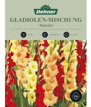 2 x Dehner Blumenzwiebeln Gladiolen-Mischung 'Manila', 25 Stk., Gelb / Orange Rot