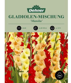 Dehner Blumenzwiebeln Gladiolen-Mischung 'Manila', 25 Stk.