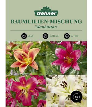 Dehner Blumenzwiebel Baumlilien-Mischung 'Manhattan', 6 Stk.