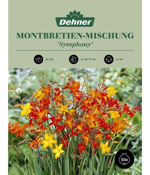 Dehner Blumenzwiebel Montbretien-Mischung 'Symphony', 50 Stk.