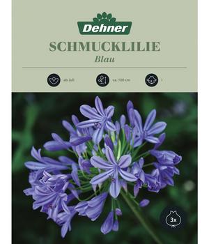Dehner Blumenzwiebel Schmucklilie 'Agapanthus blau', 3 Stk.