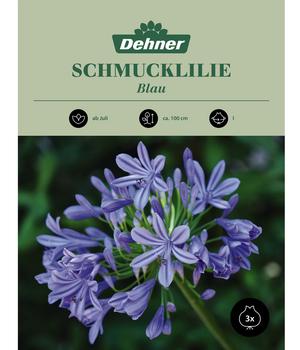 Dehner Blumenzwiebel Schmucklilie 'Agapanthus blau', 3 Stk.