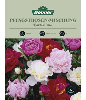 Dehner Blumenzwiebel Pfingstrosen-Mischung 'Fortissimo', 3 Stk.