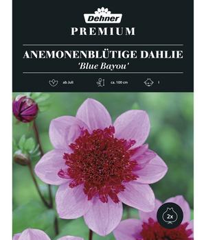 Dehner Premium Blumenzwiebel Anemonenblütige Dahlie 'Blue Bayou', 2 Stk.